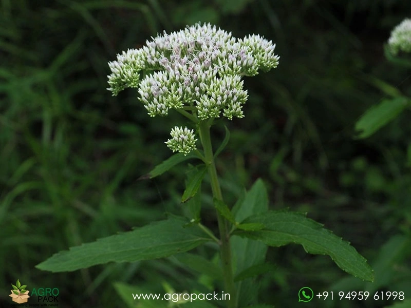 Eupatorium2