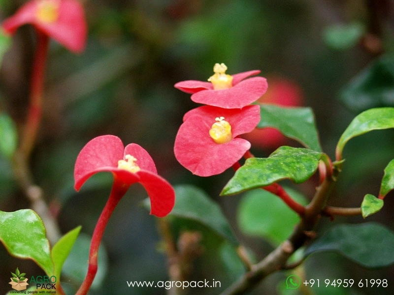 Euphorbia-Geroldii1