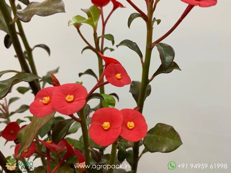 Euphorbia-Geroldii2