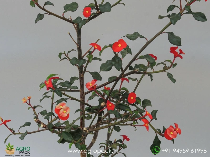 Euphorbia-Geroldii3