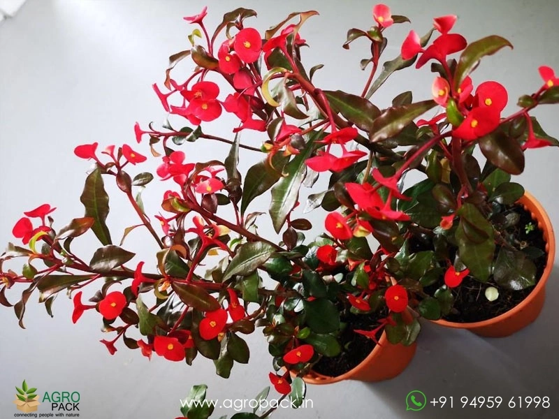 Euphorbia-Geroldii4