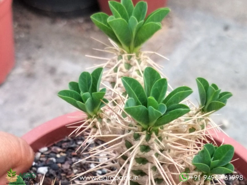 Euphorbia-Guillauminiana-Big-Clump1
