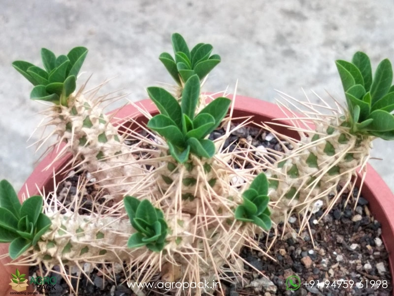 Euphorbia-Guillauminiana-Big-Clump2
