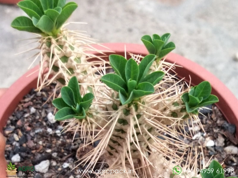 Euphorbia-Guillauminiana-Big-Clump3
