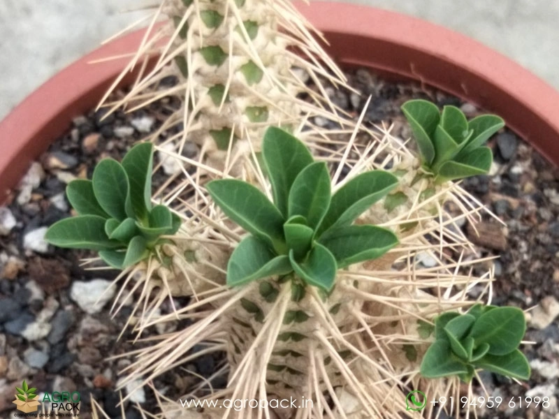 Euphorbia-Guillauminiana-Big-Clump4