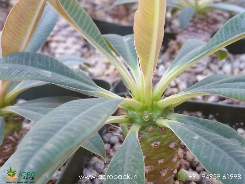 Euphorbia-Pachypodioides2