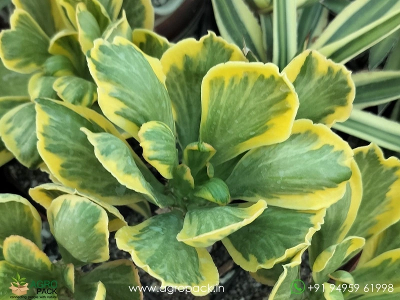 Euphorbia-Poissonii-Variegated1