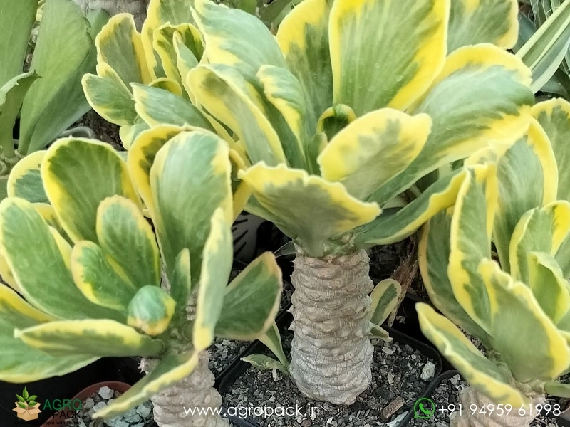 Euphorbia-Poissonii-Variegated2