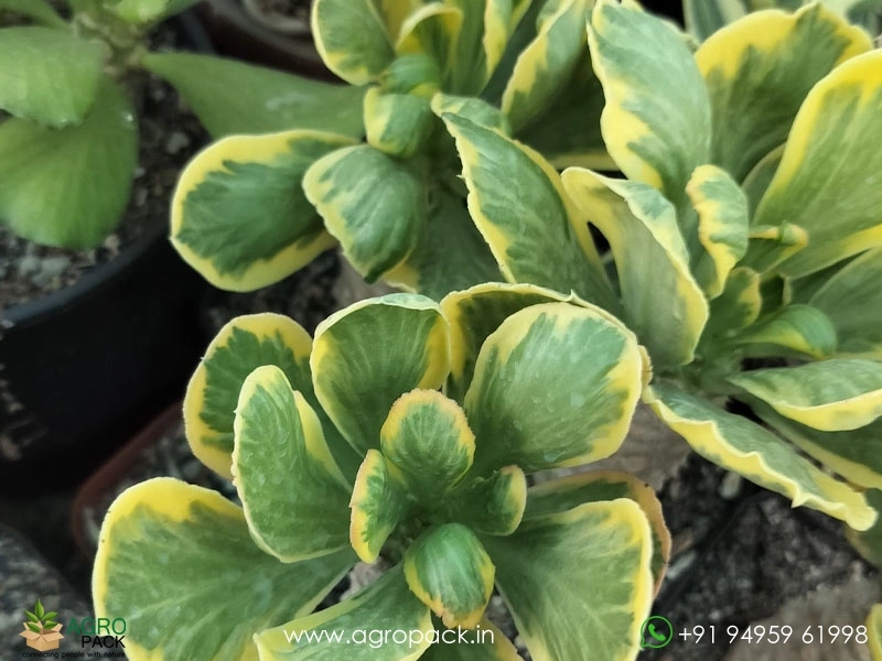 Euphorbia-Poissonii-Variegated3