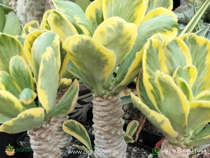 Euphorbia-Poissonii-Variegated4