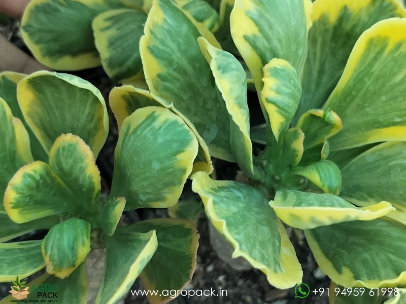 Euphorbia-Poissonii-Variegated5