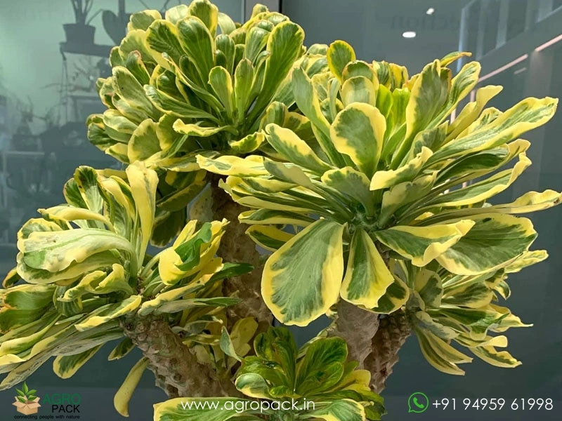 Euphorbia-Poissonii-Variegated6