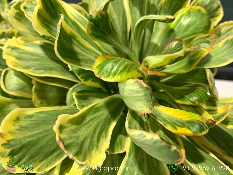 Euphorbia-Poissonii-Variegated7