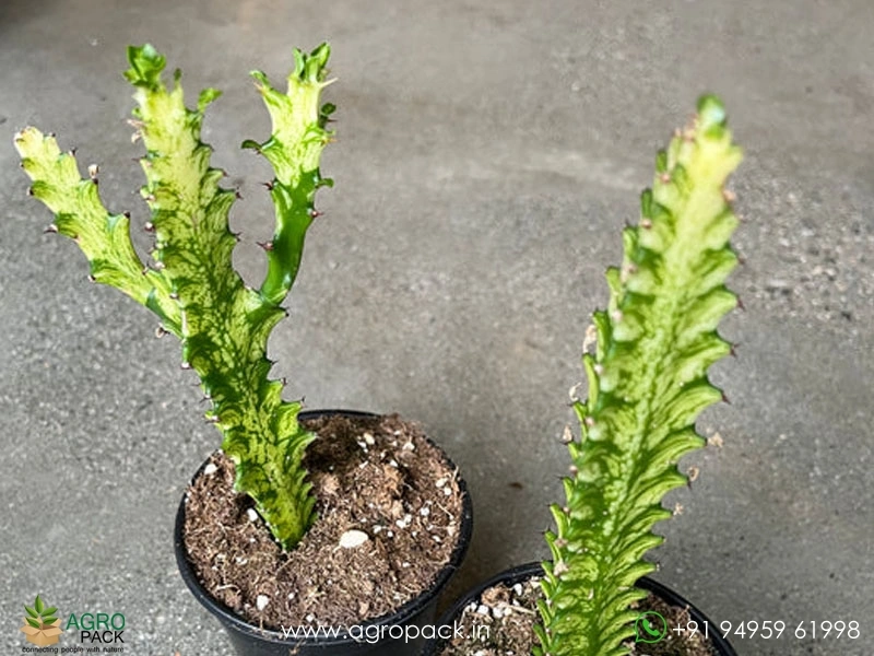 Euphorbia-Trigona-variegata2