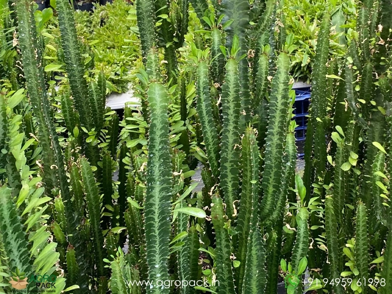 Euphorbia-Trigona2
