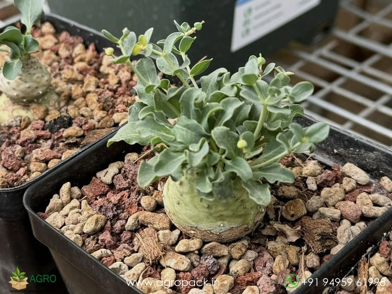 Euphorbia-globulicaulis1