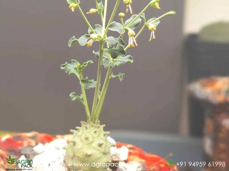 Euphorbia-globulicaulis3
