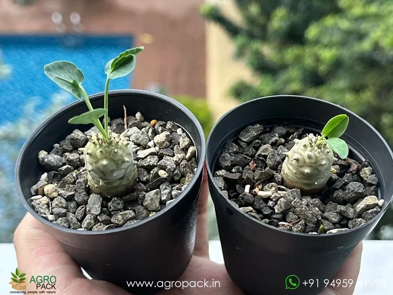 Euphorbia-globulicaulis5