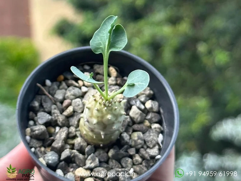 Euphorbia-globulicaulis6