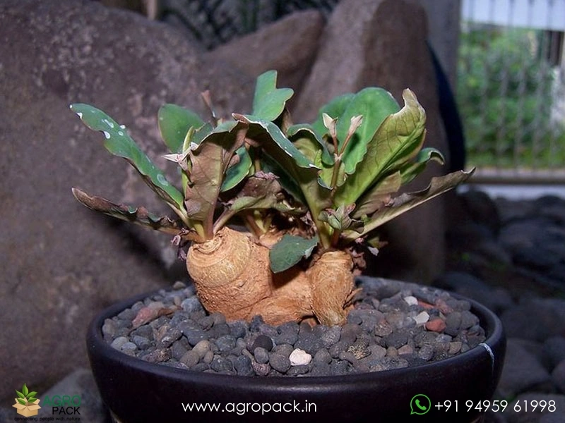Euphorbia-moratii1