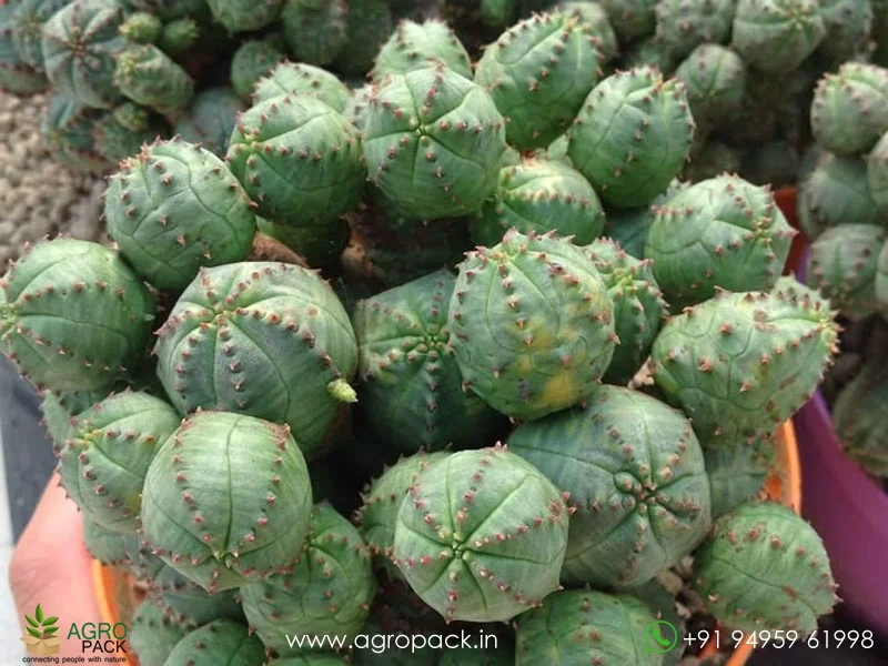 Euphorbia-pseudoglobosa1