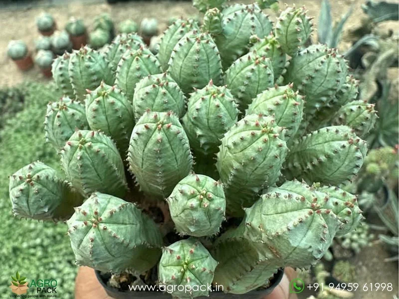 Euphorbia-pseudoglobosa2