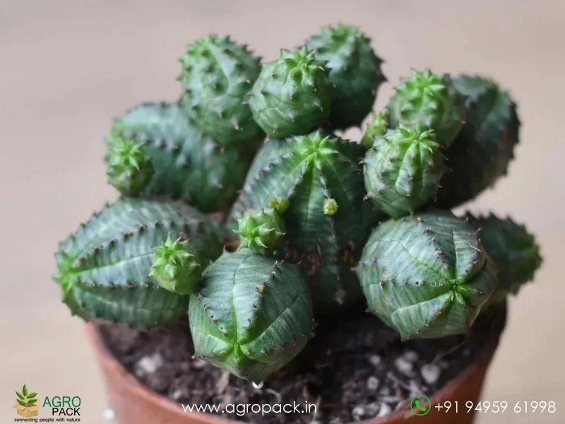 Euphorbia-pseudoglobosa5