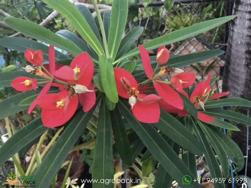 Euphorbia-punicea-Jamaican-poinsettia1