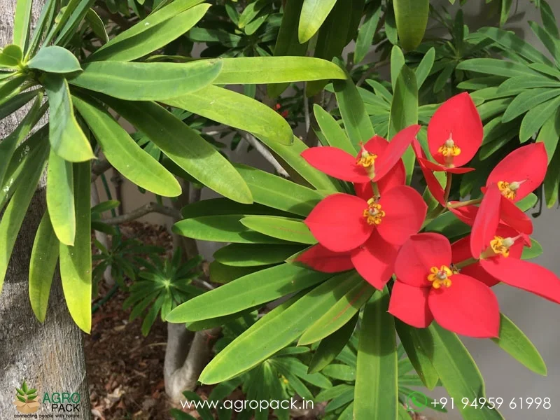 Euphorbia-punicea-Jamaican-poinsettia2