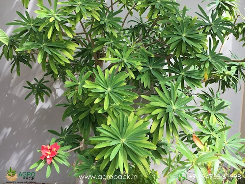 Euphorbia-punicea-Jamaican-poinsettia3