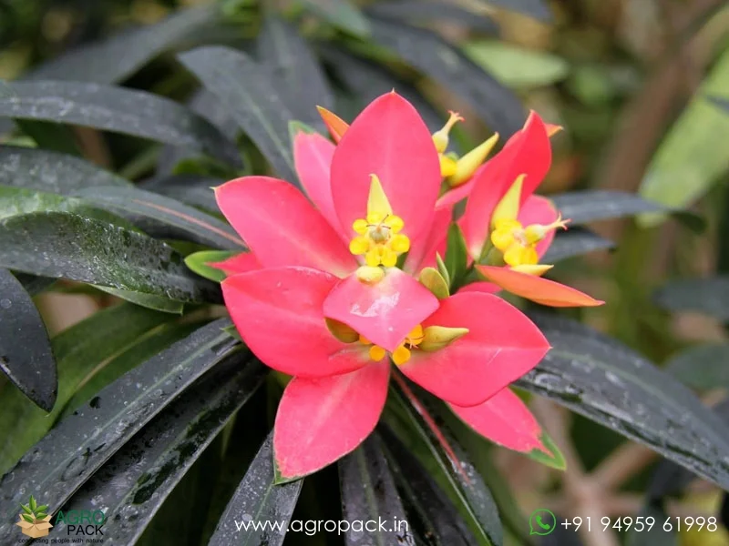 Euphorbia-punicea-Jamaican-poinsettia4