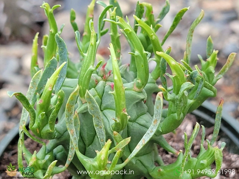 Euphorbia-schoenlandii1
