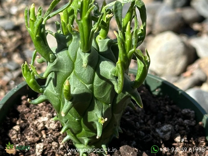 Euphorbia-schoenlandii2