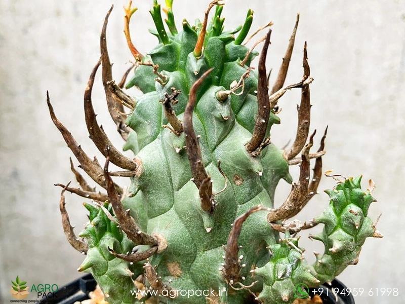Euphorbia-schoenlandii3