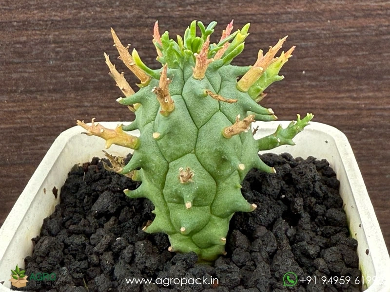 Euphorbia-schoenlandii4