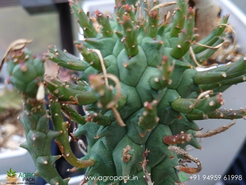 Euphorbia-schoenlandii5