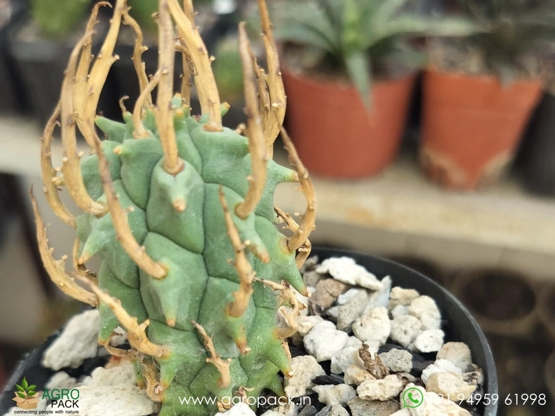 Euphorbia-schoenlandii6