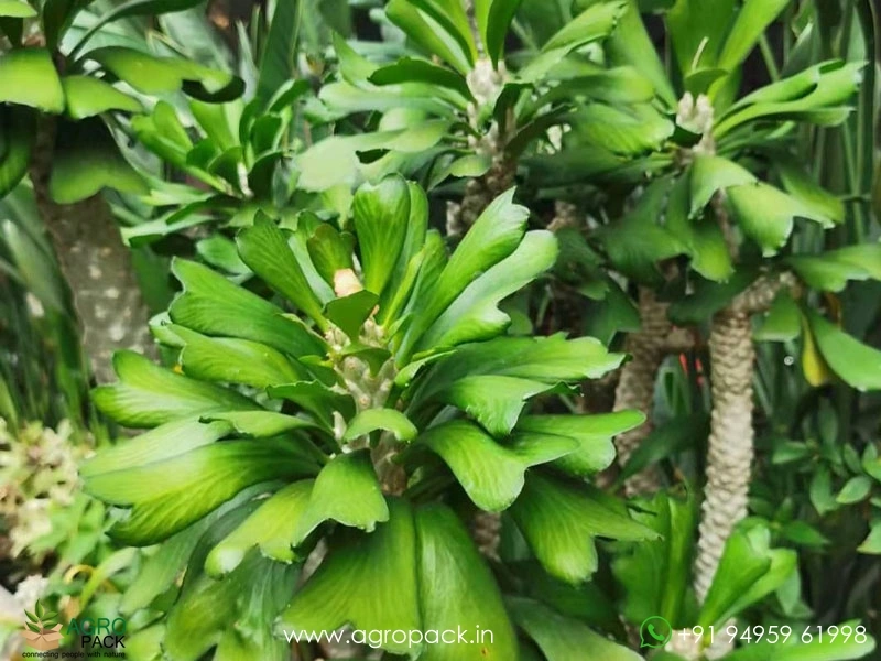 Euphorbia-unispina1