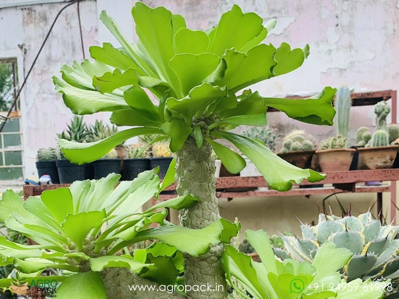 Euphorbia-unispina3