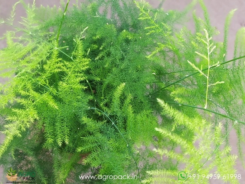Ever-Green-Asparagus1