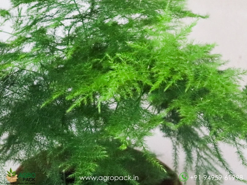 Ever-Green-Asparagus2