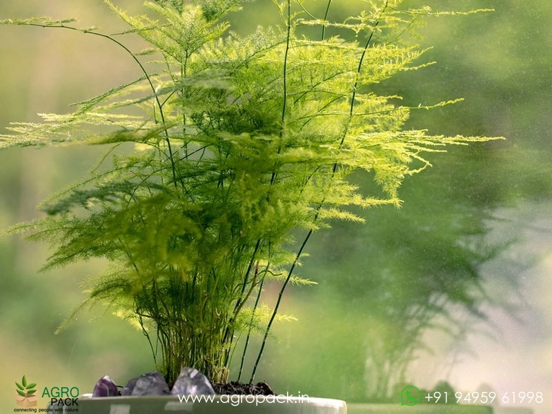 Ever-Green-Asparagus3
