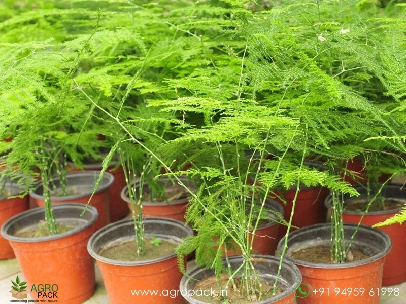 Ever-Green-Asparagus4