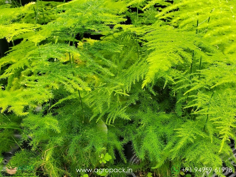 Ever-Green-Asparagus5