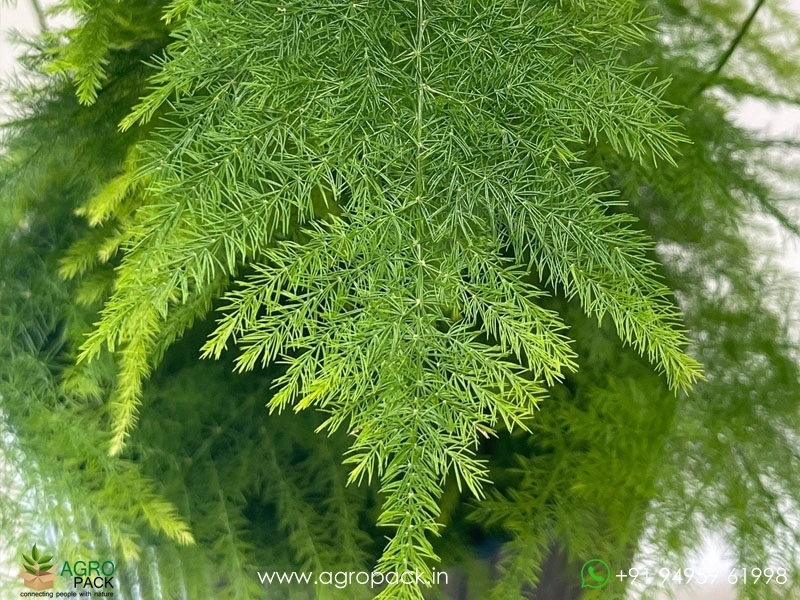 Ever-Green-Asparagus6