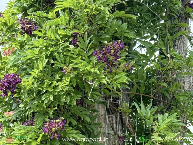 Evergreen-Wisteria-Millettia-reticulata1