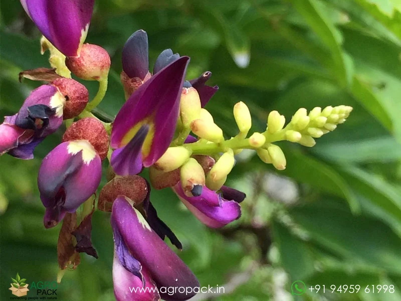 Evergreen-Wisteria-Millettia-reticulata2
