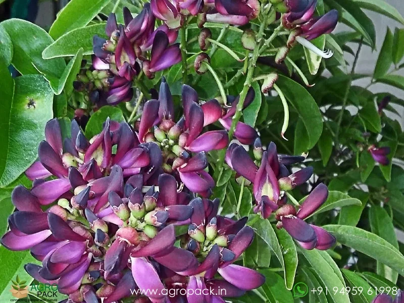 Evergreen-Wisteria-Millettia-reticulata3