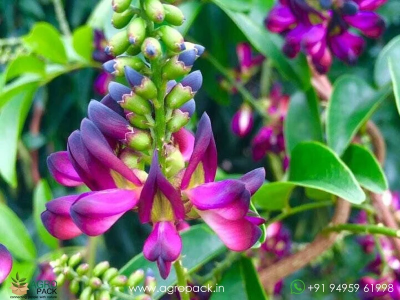 Evergreen-Wisteria-Millettia-reticulata4