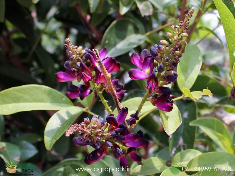 Evergreen-Wisteria-Millettia-reticulata5